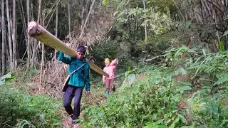 The couple painstakingly transports giant banana trees to use as chicken feed