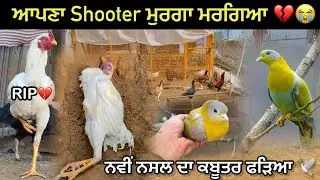 ਅੱਜ ਕਬੂਤਰ ਫੜਿਆ ਨਵੀਂ ਨਸਲ ਦਾ 🕊️|| ਆਪਣਾ Shooter ਮੁਰਗਾ ਮਰਗਿਆ 😢💔|| New Breed Kabutar || #kabootar
