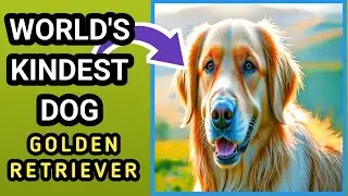 Golden Retriever Truth: World's Most Trusted Family Dogs | Full Documentary | Global Doc's
