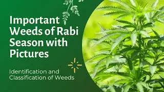 Important weeds of Rabi season | Weed Science | Nemraj Sunda Book | Arun Katyayan Book