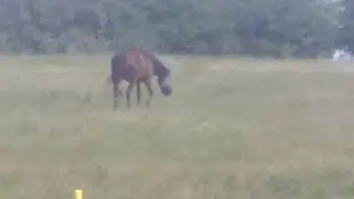 GreenGuard and Tough 1 grazing muzzle - 2 weeks later