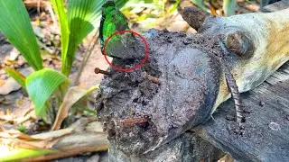 Bee Cleaning TV - Experts use stone to treat cow's foot - THE CLEANING and CUTTUNG!