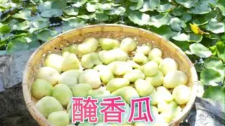 醃香瓜、古老傳統工法、選瓜、醃瓜的撇步【老四農場】