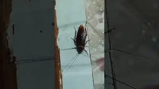 #cockroach #cockroachcontrol #cockroachdb #insects #nature #cockatooscreaming #cockateils #animals