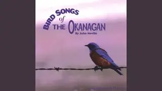 Dusky Flycatcher