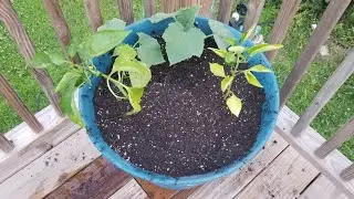 Interplanting-grow your own food,listeria found in frozen fruit