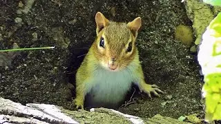 Chipmunk In The Hole 2