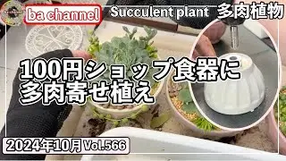 566{多肉植物} 百均の食器に穴を開けて寄せ植え🔴小さな鉢に最適な土はどれ？【多肉事】【チマチマ植え】【電動ドライバー】【ba多肉】【baチャンネル】【Succulent】