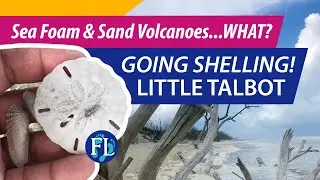 NE #shellinginflorida Little Talbot Island State Park
