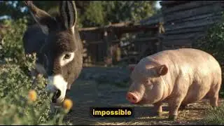 Генетический конфликт между ослом и свиньей!