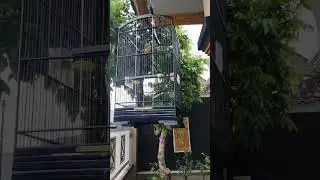 cendet nembak armagedon sambung kunti.