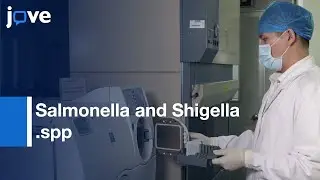Salmonella and Shigella spp. HT Screening | Protocol Preview