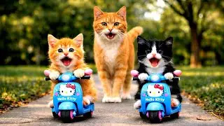 Mama Cat Harvests Potatoes on the Farm to Make Kitten&rsquo;s Toy Motorcycle Dream Come True🐾🐱💖
