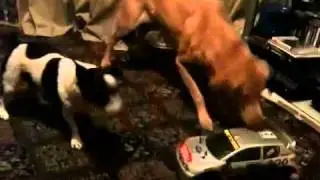 Dogs vs RC car
