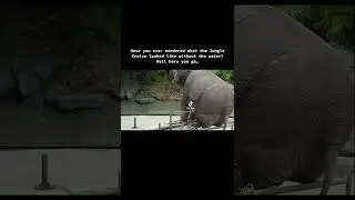 Walt Disney World&rsquo;s Jungle Cruise Without The Water -  Check It Out