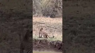 Yung leopard|alert|fear|wow super sighting 💥#viral #shortvideo #injoy