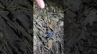 afrasian wishbone spider