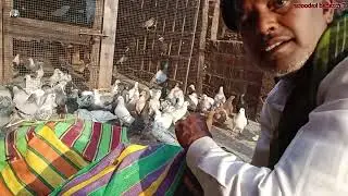 Lucknow se Firozabad Gaye 100 Shandaar Kabutar! 🕊️7037635775📲 | Big Delivery Success!