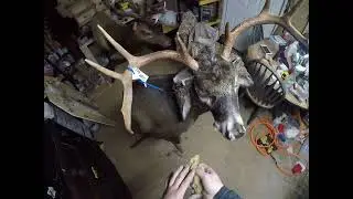 WHITETAIL BUCK- HUGE GENE SMITH NEW RENEGADE MANNINKIN #taxidermy  #whitetaildeer
