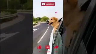 Crypto The Golden Retriever | Dubai Road Trip | #shorts | Cute Dog