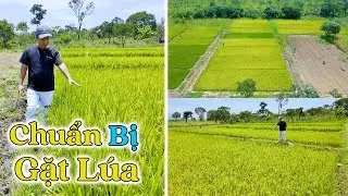 Đông Paulo || Giống Lúa Xuất Khẩu Ngon Nhất Sắp Về Tay Bà Con, Vụ Mùa Thắng Lợi?