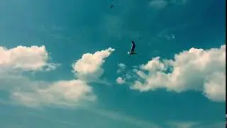 Bird Flying High Clip (Royalty Free Clip)