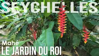 Wandering Le Jardin du Roi Botanical Garden – Exotic Fruits, Flowers & Turtles 🇸🇨 Mahé, Seychelles