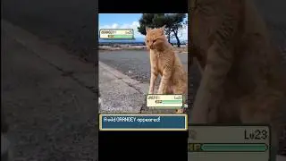 When you accidentally challenge an Orange Cat #pokemon #pokemonmeme #funnycats #orangecat