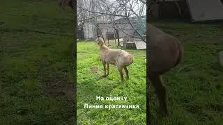 Сатурн на оценку