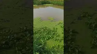 Budidaya Azolla di empang(kolam)