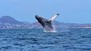 🌊 8K Underwater Ocean | Deep Sea Calm / 8K Okyanus Altı | Derin Deniz Sakinliği