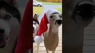 Oh deer~🦌 #youtubeshorts #funny #cute