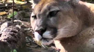 Giretto a Big Cat Rescue, Tampa Florida