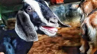 Goat baby sound 2022 | Best goat sound baa baa sounds for kids 2022|Amazing goat sound video part-23
