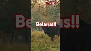 Top 5 Must-Visit Places in Belarus!  #facts #travel #belrus #MirCastle #BraslavLakes #Nesvizh #top