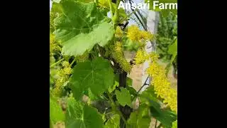 Grapes at flowering stage. #farm #nature #farmlife #organic #grape #flowers #agriculture
