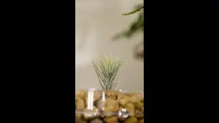 How to make a simple airplant terrarium | Tillandsia Funckiana #hmterrarium