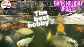 Bank holiday update on the diy sleeper koi pond + beer filter + competition winner 👍👍