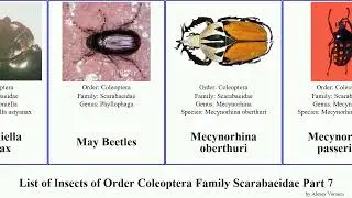 List of Insects of Order Coleoptera Family Scarabaeidae Part 7 liogenys maladera megasoma mimela
