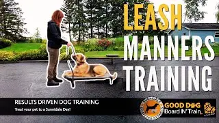 Leash Manners in 7 Days! How Atlas Changed in a Week ✅