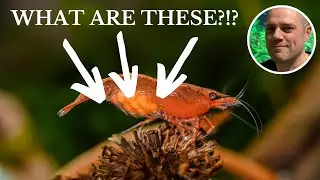 Откладывают ли креветки Красная Вишневая икру?