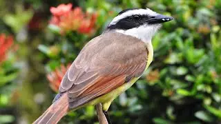 KISKADEE BIRD|SOUND/ CALL @hmetv5490