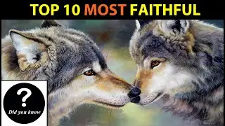 TOP 10 Animals Most Faithful to their Mates - Did You Know #11