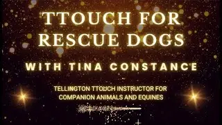Tellington TTouch for Rescue Dogs
