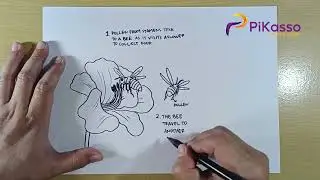 How to Draw Yucca Plant and Moth