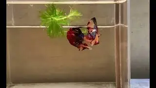 HMPK AOC Betta fish pen flare