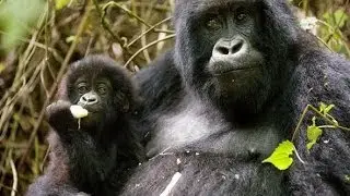Uganda Chimps & Gorilla Trekking