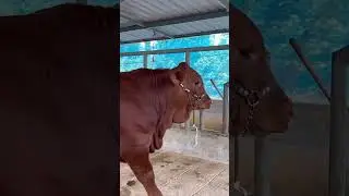 anak sapi pedet super #youtubeshorts #sapi #cow