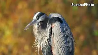 Blue Heron-Canon R7/100-5000mm/1.4X Extender-4K Video-Dec. 2024