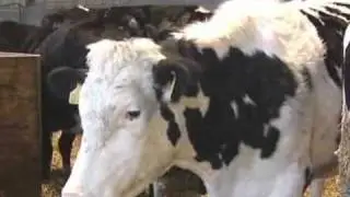 A calf is born